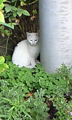 空き家の花壇に隠れていた白猫　10・11・2008.jpg