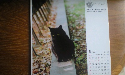 日比谷公園の黒猫　5月2009年.jpg