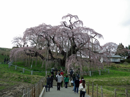 2011年三春の滝桜