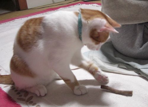 またたびにチョンｗ.jpg