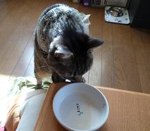 食べたい1