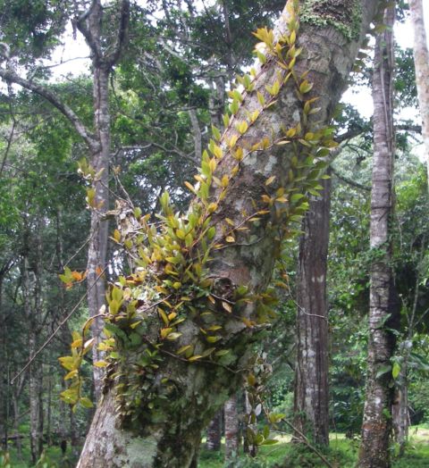 アマゾンの着生植物 ２ 南米大陸 植物歳時記 楽天ブログ