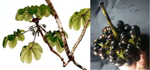 マルティウスのマパチー ウヴィリャ 南米大陸 植物歳時記 楽天ブログ