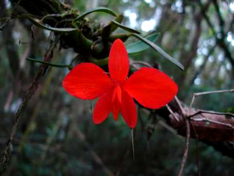 密林の赤い花 ワイルド オーキッド ２ 南米大陸 植物歳時記 楽天ブログ