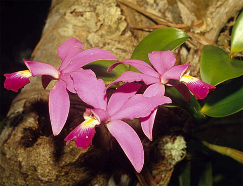 密林のピンクの花 ワイルド オーキッド ４ 南米大陸 植物歳時記 楽天ブログ