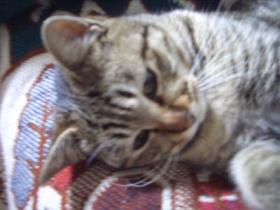 cat/mi-5