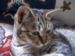 cat/mi-4