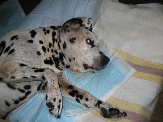 リッキー１３歳４