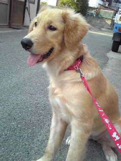 ココア６か月１