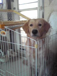 ケージが小さい