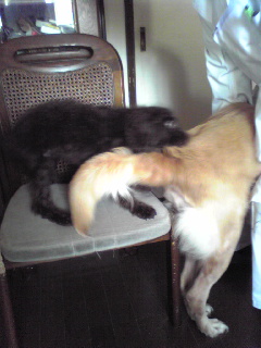 ココアのしっぽを咬む