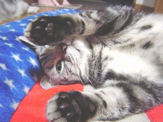 マイケル にくきう