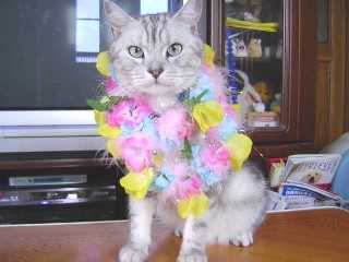 アンジェラ 花輪