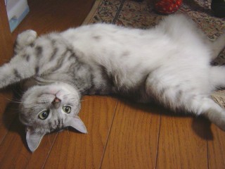 アンジェラ おっぴろげ