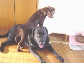 ジャック＆ジュリア