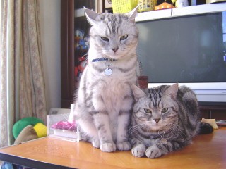 アンジェラ＆マイケル