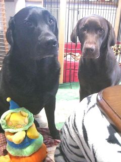 ジャック＆ジュリア1222-3