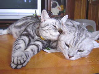 アンジェラ＆マイケル２