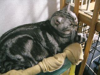 マイケル　ジャックのケージに手を伸ばす