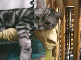 マイケル　ダレる