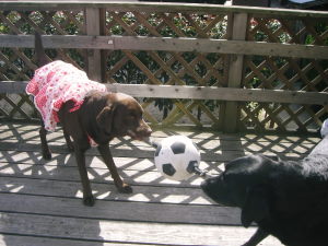 ジャック＆ジュリア　引っ張りっこ20090307-01