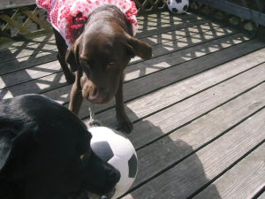 ジャック＆ジュリア　引っ張りっこ20090307-02