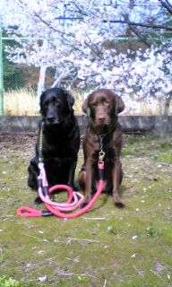 ジャック＆ジュリア　お花見2