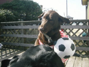 ジャック＆ジュリア　引っ張りっこ20090307-03