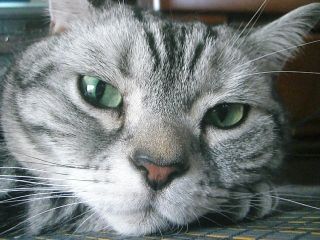 マイケル　５歳のお誕生日3