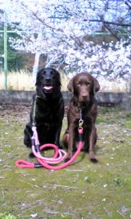 ジャック＆ジュリア　お花見1