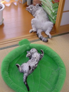 アンジェラ＆マイケル おっぴろげ