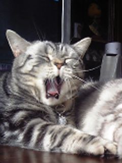 マイケル　大あくび