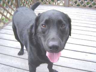 ジャック ウッドデッキ２