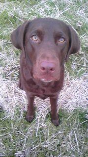 ジュリア　田んぼ