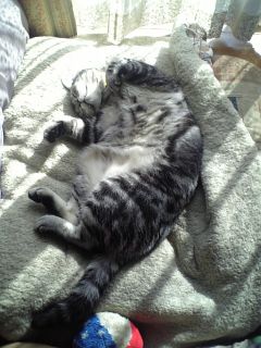 マイケル　ひなたぼっこ