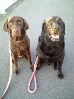 ジャック＆ジュリア　お散歩