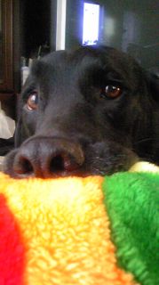 ジャック　ボール