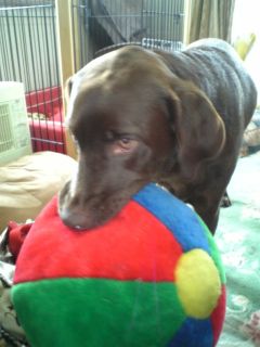 ジュリア　ボール