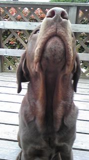 ジュリア　の～ん