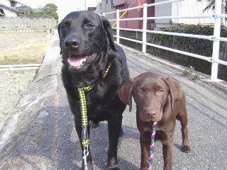 ジャック＆ジュリア お散歩