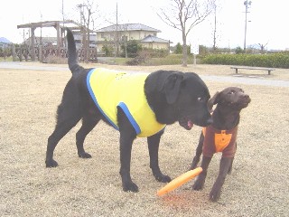 ジャック＆ジュリア フリスビー