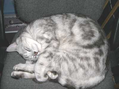 まるまりアンジェラ