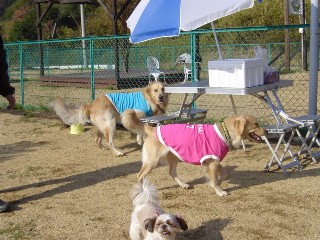 ボビーくん＆クイスちゃん