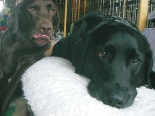 ジャック＆ジュリアベロベロ