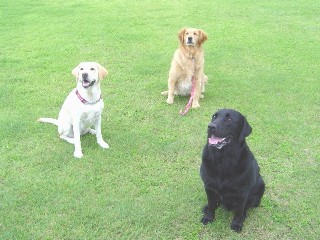 ３ショット