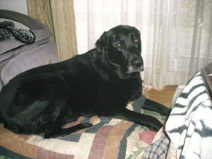 ジャック　日なた