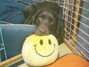 ジュリア　スマイルボール