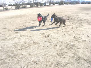 ジャック＆ジュリア　新春フリスビー