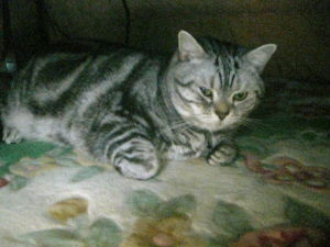 マイケル　こたつ