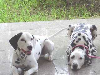 きよしくん＆ナッツちゃん